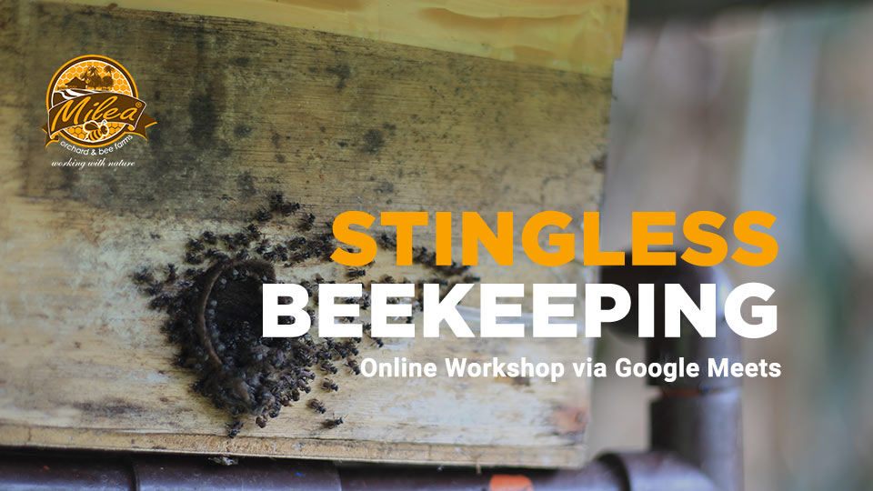 Stingless Beekeeping Online Workshop