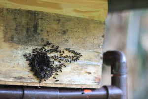 Stingless Bee Colony
