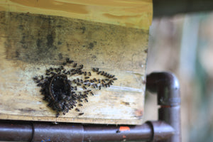 Stingless Bee Veil