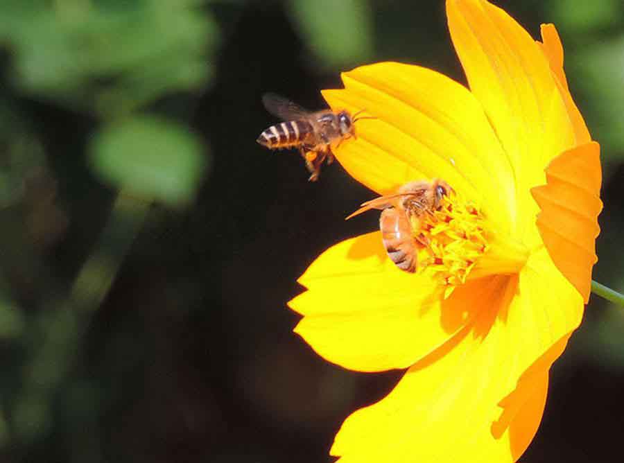 Beesita sa Bukid (Visit Milea Bee Farm)