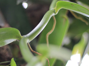 Vanilla Planifolia